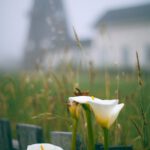 pexels-maria-orlova-4916290